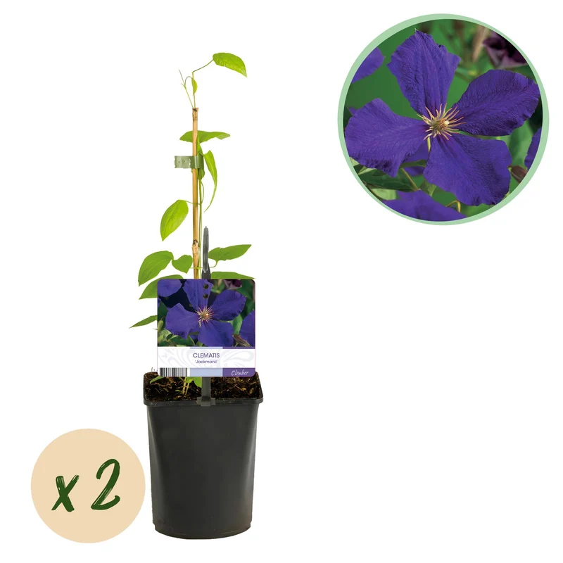 Clematis 'Jackmanii' kaufen – 2 Pflanzen | Violettblau, Blüte Juli–September