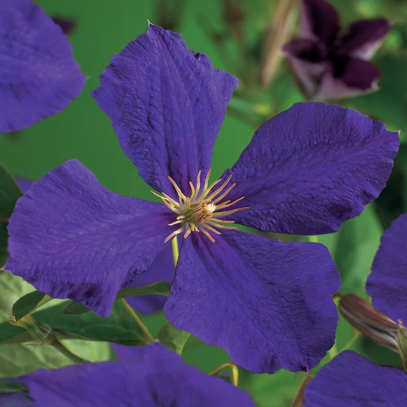 Clematis 'Jackmanii' kaufen – 2 Pflanzen | Violettblau, Blüte Juli–September