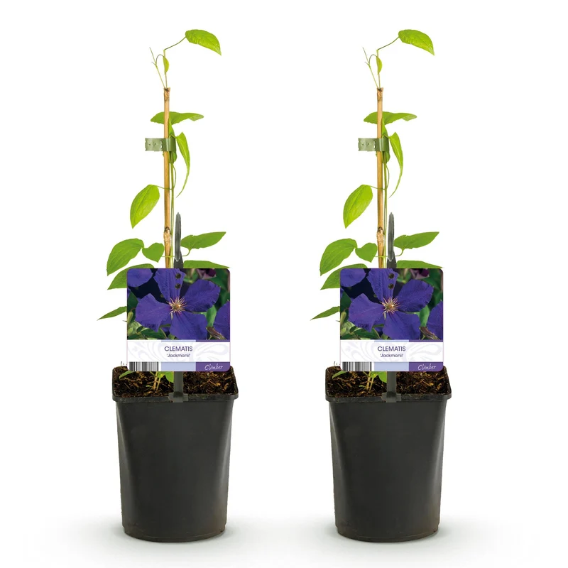 Clematis 'Jackmanii' kaufen – 2 Pflanzen | Violettblau, Blüte Juli–September