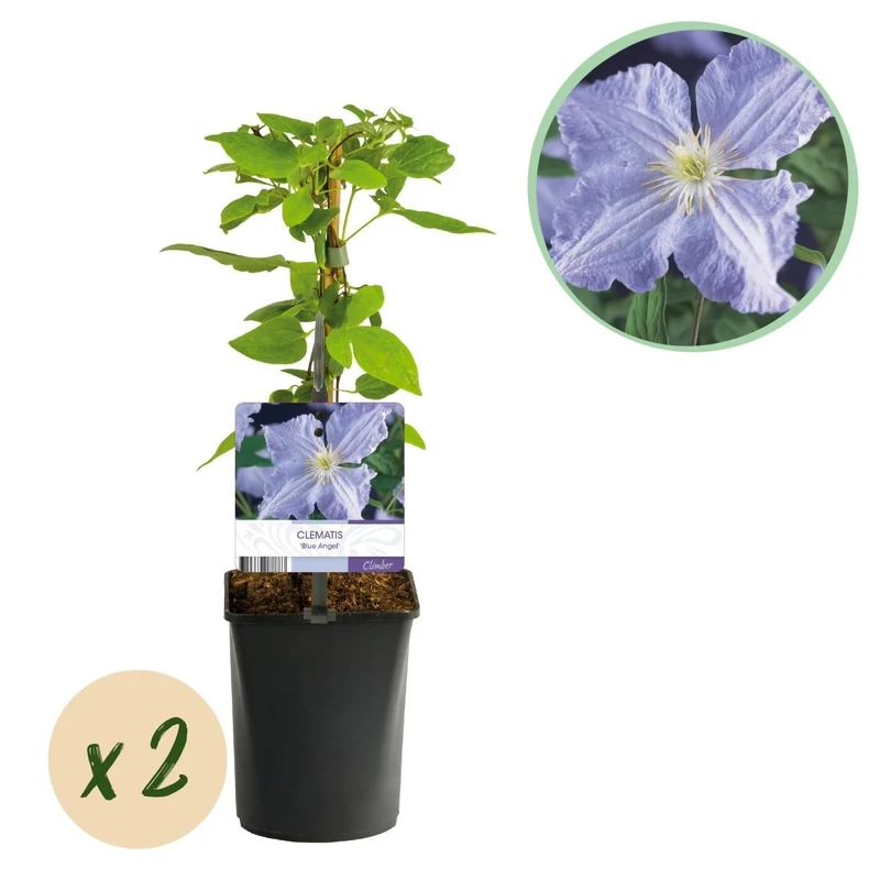 Clematis 'Blue Angel' kaufen – 2 Pflanzen | Hellblau, Blüte Juli–September