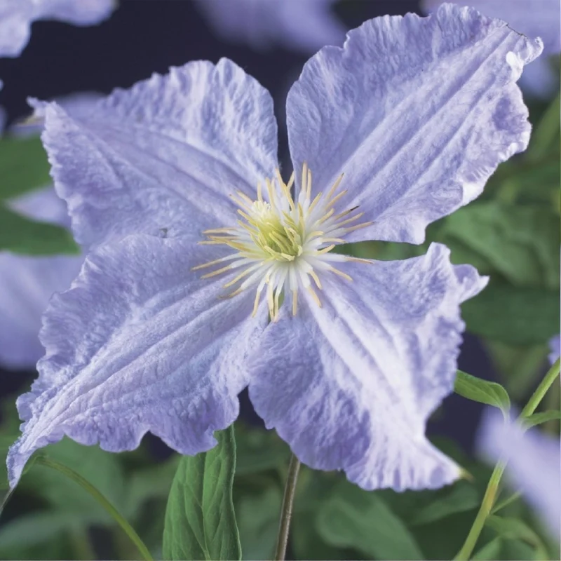 Clematis 'Blue Angel' kaufen – 2 Pflanzen | Hellblau, Blüte Juli–September