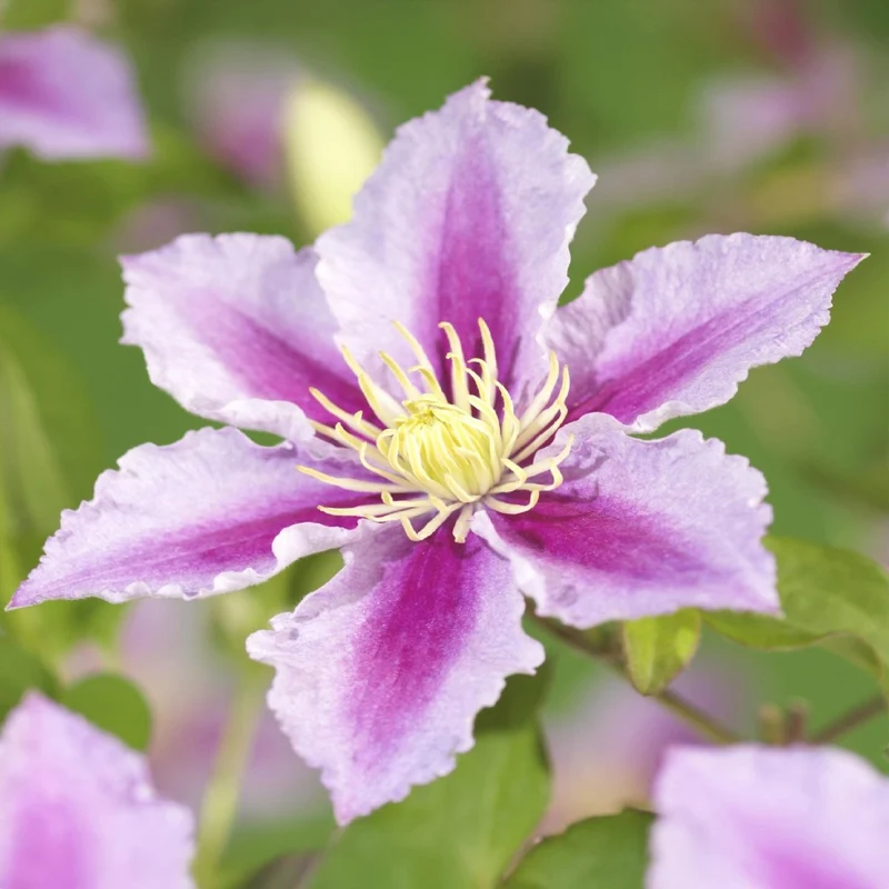 Clematis Piilu - Blüte Rosa - Wenig Pflege - 2 Pflanzen - Topf 11cm Höhe 40cm