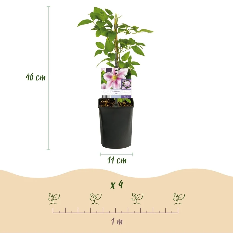 Clematis Piilu - Blüte Rosa - Wenig Pflege - 2 Pflanzen - Topf 11cm Höhe 40cm