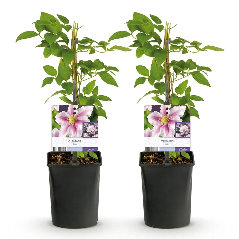 Clematis Piilu - Blüte Rosa - Wenig Pflege - 2 Pflanzen - Topf 11cm Höhe 40cm