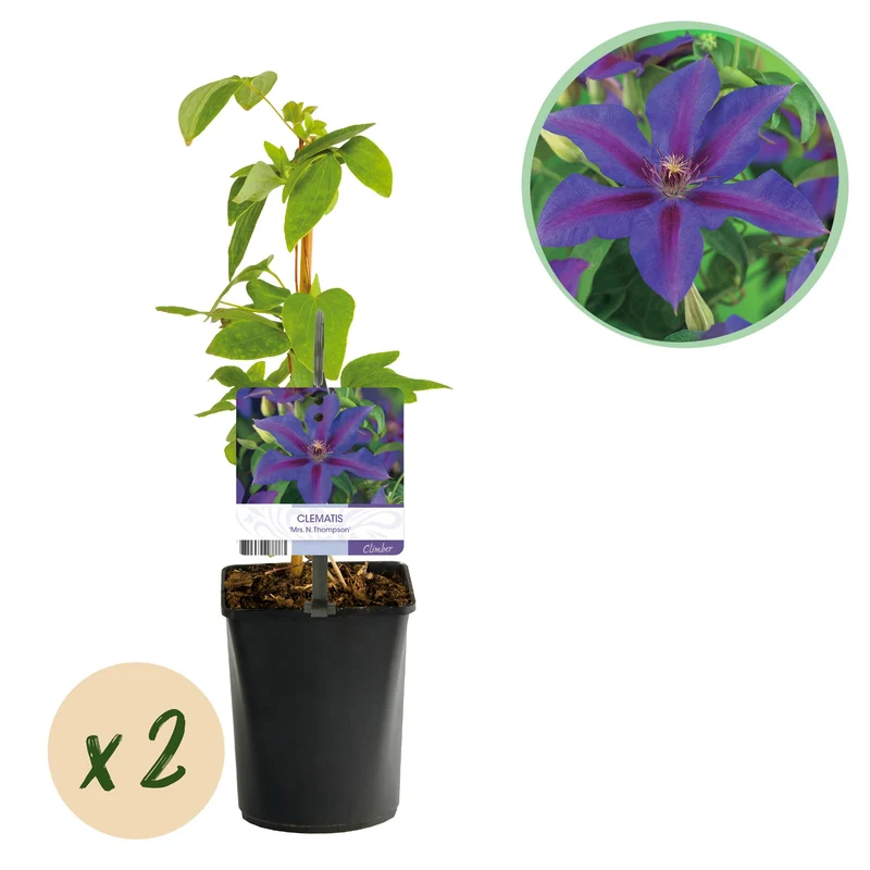 Kletterpflanze - Clematis Mrs. N. Thompson - Blüte Rosa - Wenig Pflege - 2 Pflanzen - Topf 11cm Höhe 40cm