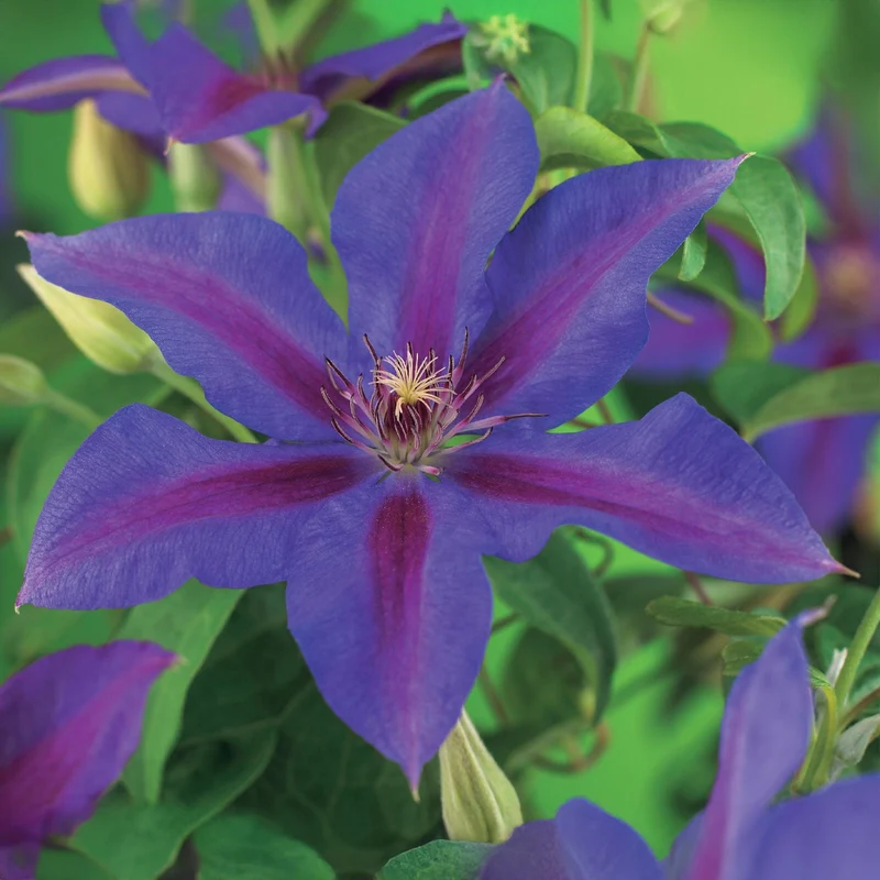 Kletterpflanze - Clematis Mrs. N. Thompson - Blüte Rosa - Wenig Pflege - 2 Pflanzen - Topf 11cm Höhe 40cm