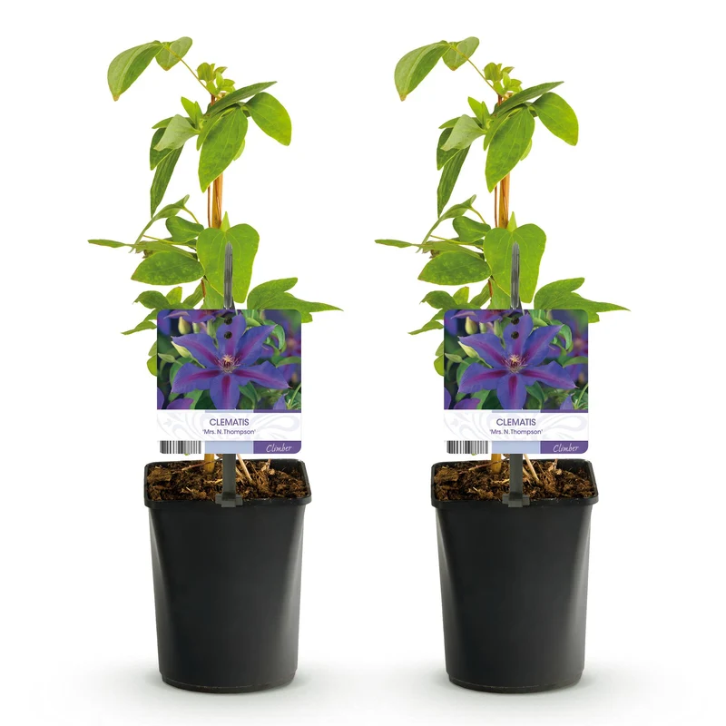 Kletterpflanze - Clematis Mrs. N. Thompson - Blüte Rosa - Wenig Pflege - 2 Pflanzen - Topf 11cm Höhe 40cm