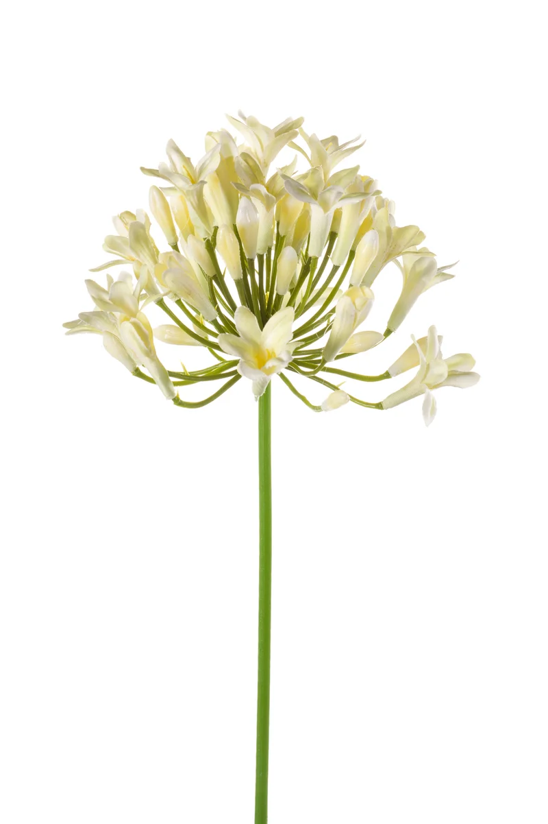 Agapanthus künstlich 75 cm - 1 Stiel - Creme