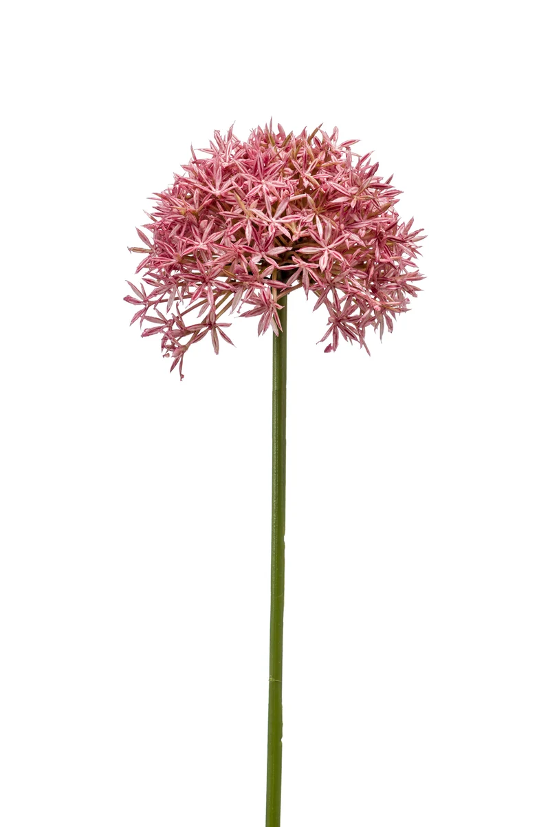 Allium künstlich 62 cm - 1 Stiel - Rosa