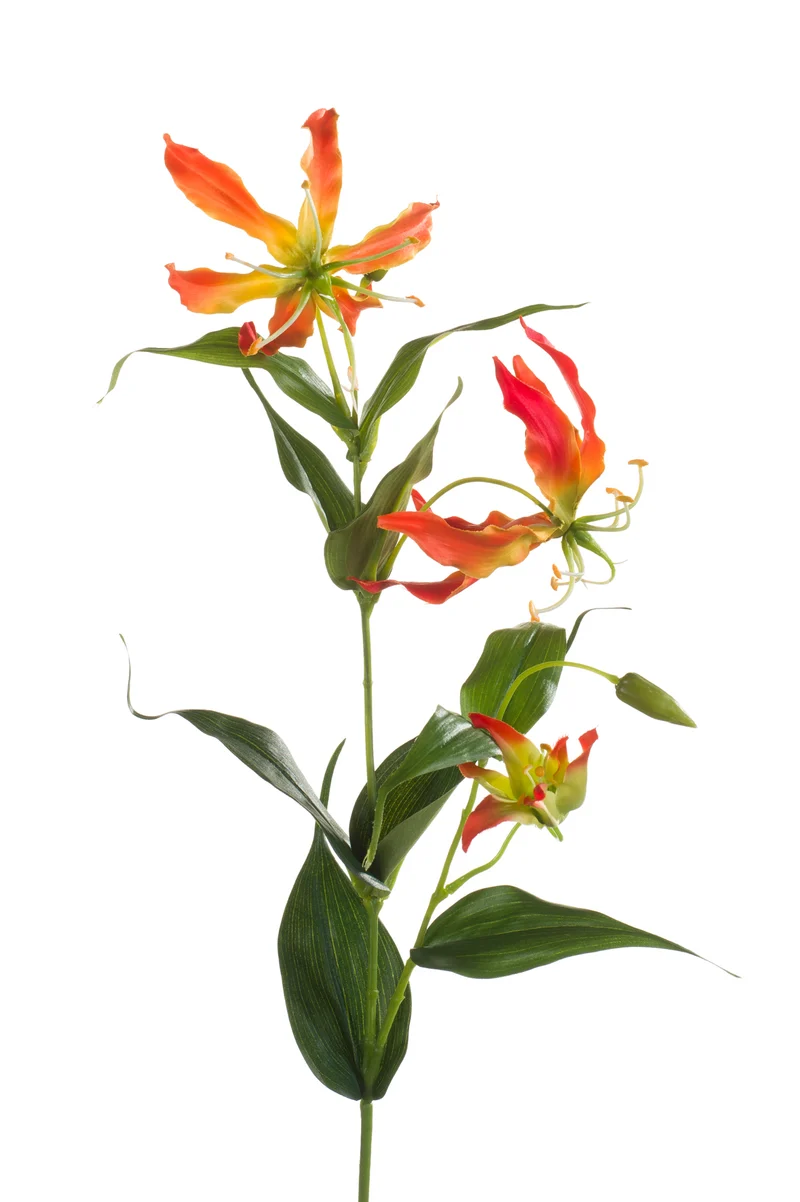 Ruhmeskrone künstlich 75 cm - 1 Stiel - Orange