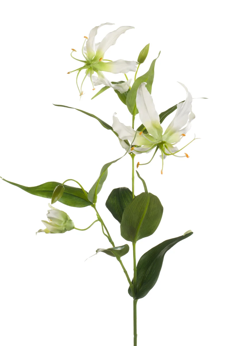 Ruhmeskrone künstlich 75 cm - 1 Stiel - Creme