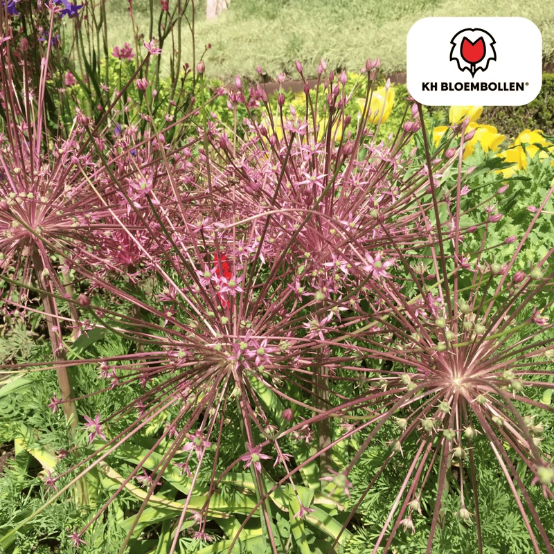 Allium schubertii – 5 Stück | Spektakulärer Zierlauch