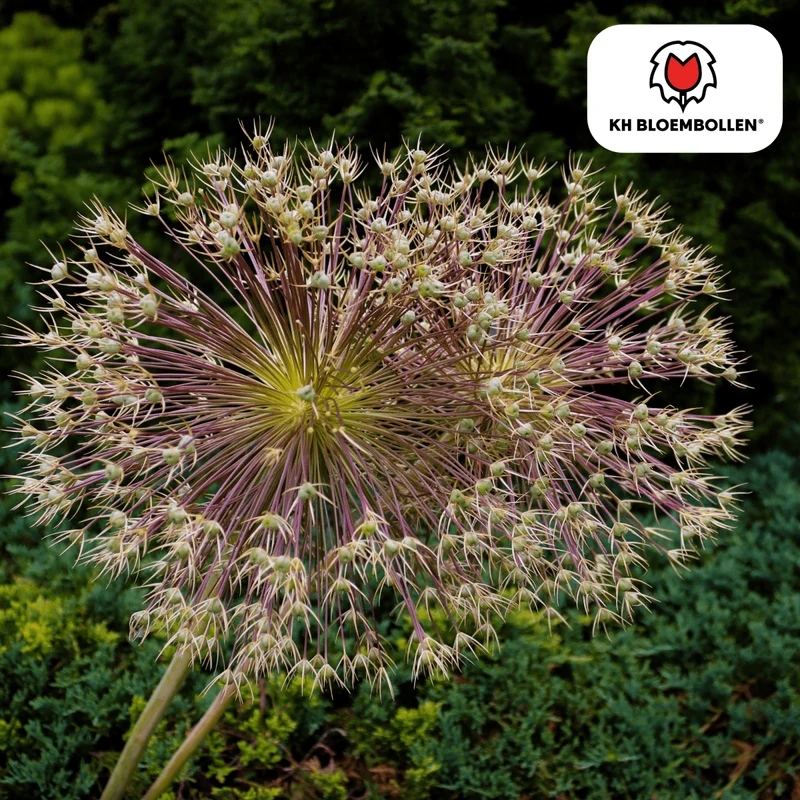 Allium schubertii – 5 Stück | Spektakulärer Zierlauch