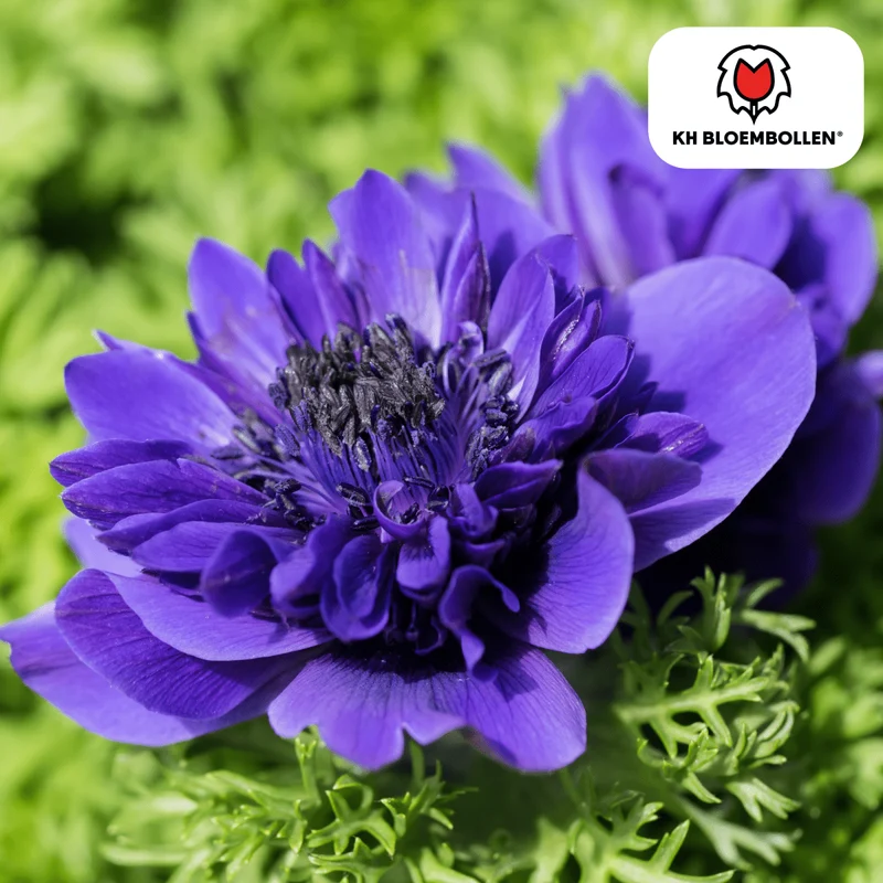Anemonen doppelt – 30 Stück | Gefüllte Frühlingsblumen