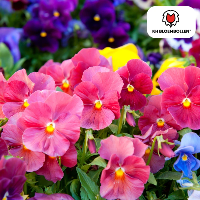 Anemonen einzeln – 30 Stück | Farbenfrohe Frühlingsblüher