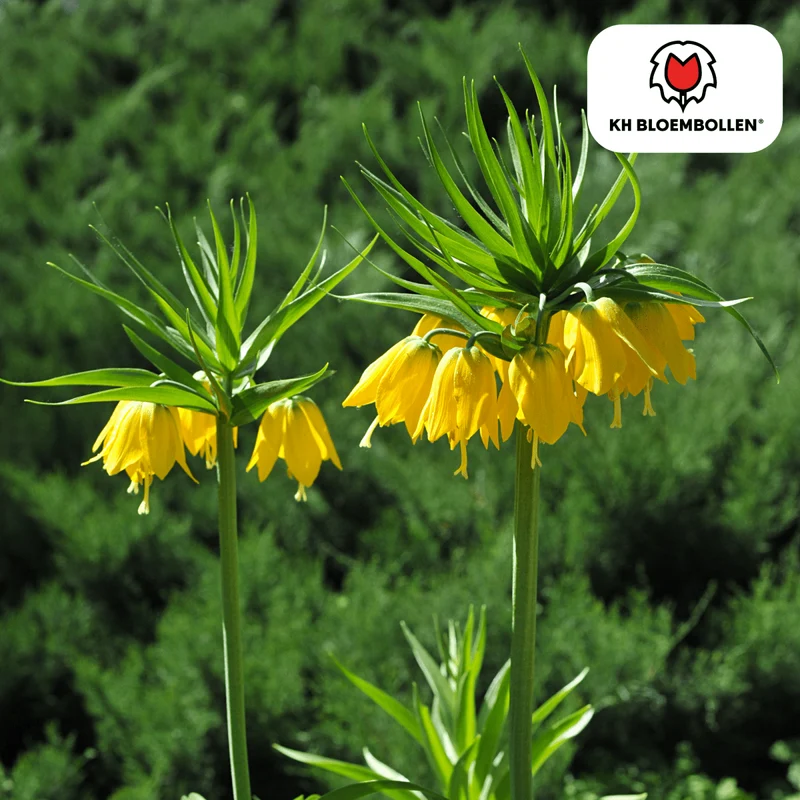 Fritillaria Lutea – 5 Stück | Gelbe Kaiserkrone für deinen Garten