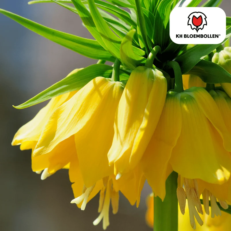 Fritillaria Lutea – 5 Stück | Gelbe Kaiserkrone für deinen Garten