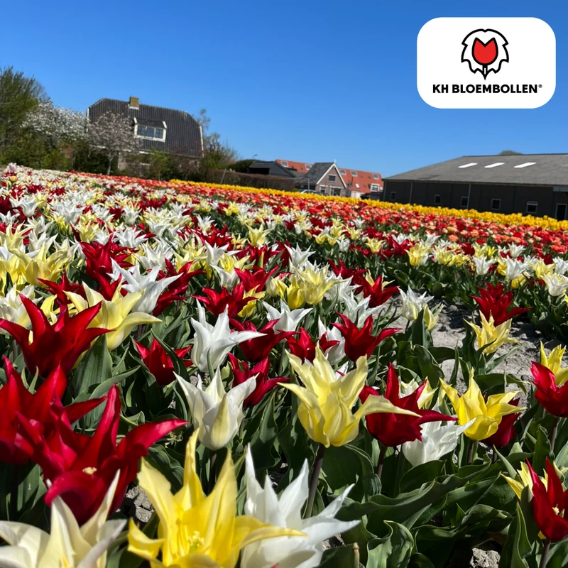 Tulpenzwiebeln Tres Chic Mix – 20 Stück | Stilvoll & edel