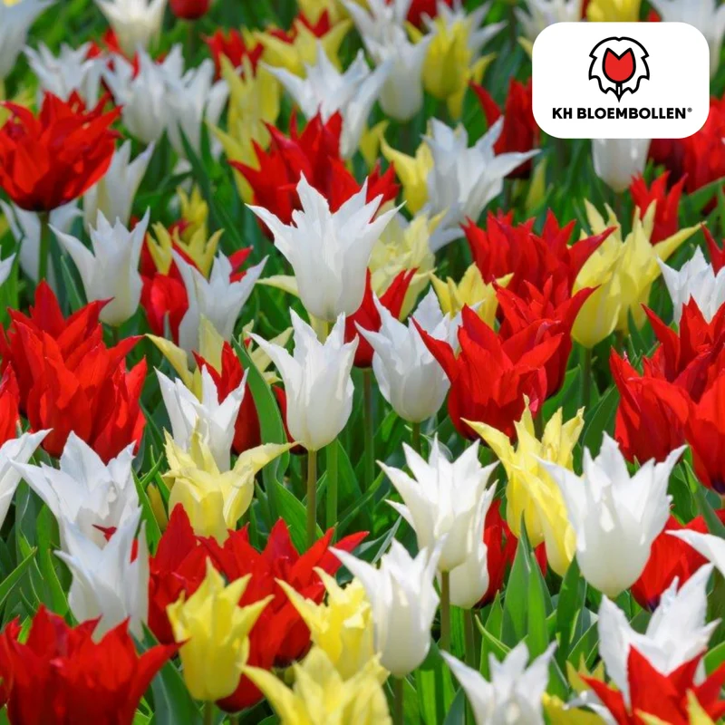 Tulpenzwiebeln Tres Chic Mix – 20 Stück | Stilvoll & edel