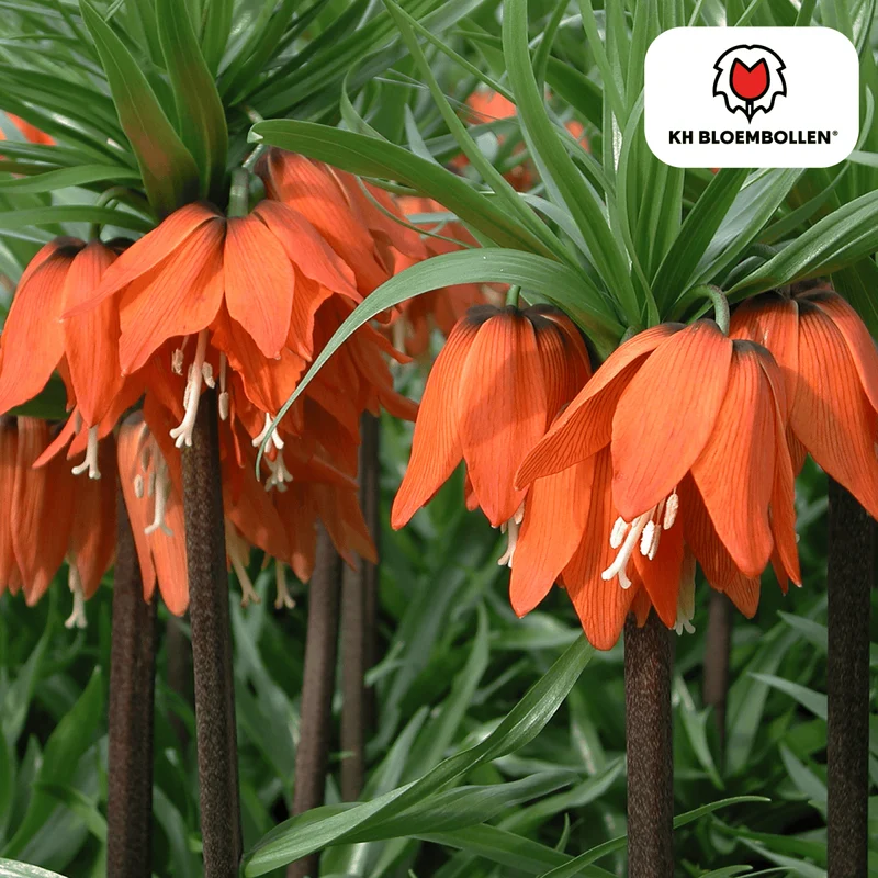 Fritillaria Imperialis Crown Rubra – 5 Stück | Rote Kaiserkrone