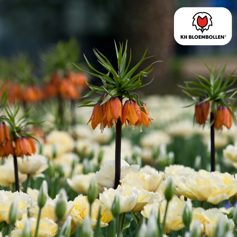 Fritillaria Imperialis Crown Rubra – 5 Stück | Rote Kaiserkrone