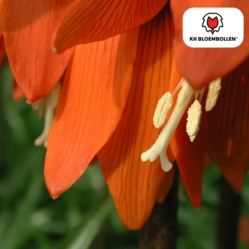 Fritillaria Imperialis Crown Rubra – 5 Stück | Rote Kaiserkrone