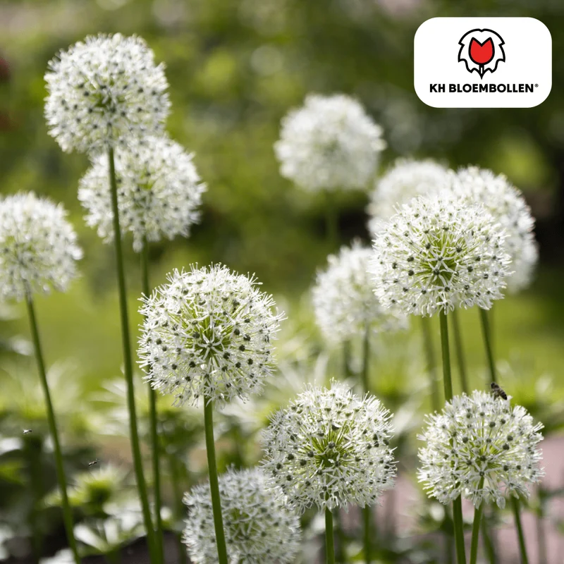 Allium White Giant – 5 Stück | Weißer Zierlauch in XL