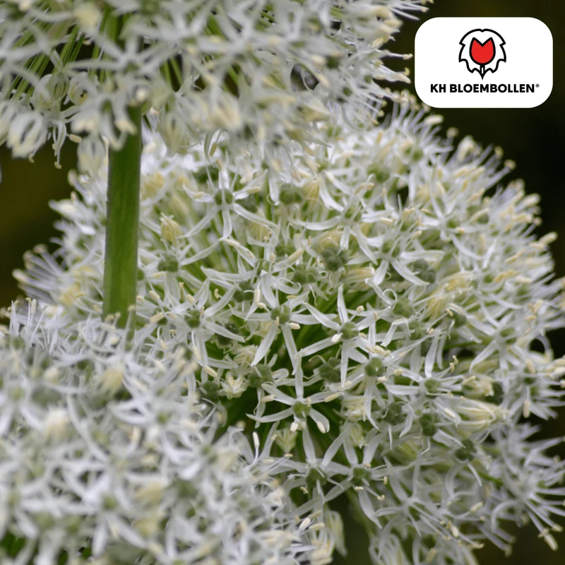 Allium White Giant – 5 Stück | Weißer Zierlauch in XL
