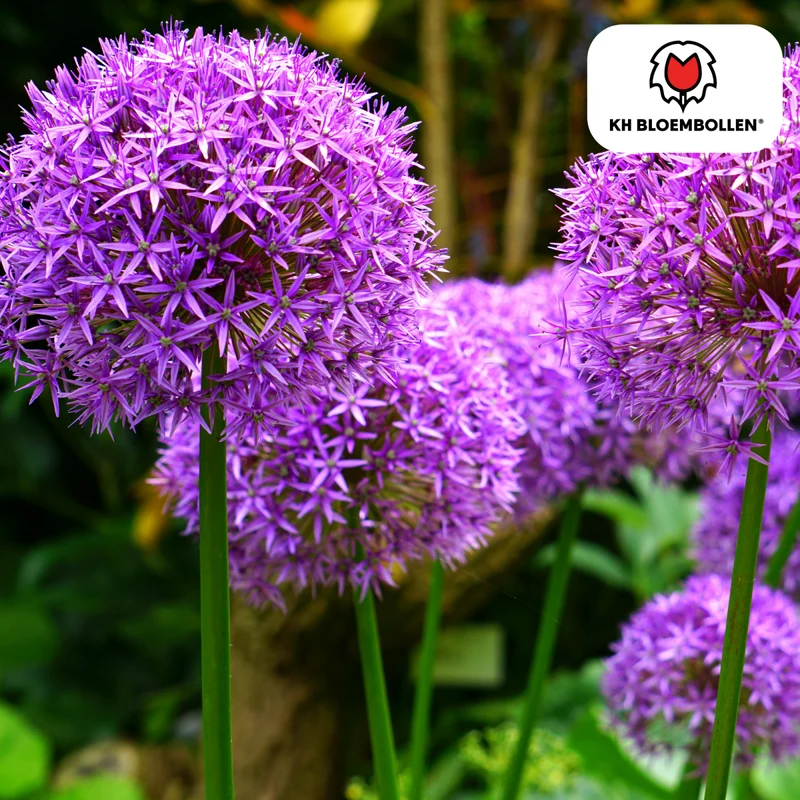 Allium Globemaster – 5 Stück | Riesiger Zierlauch in Violett