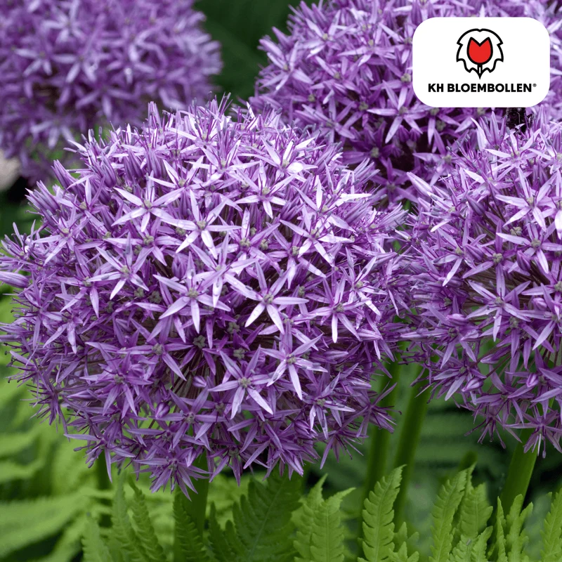 Allium Globemaster – 5 Stück | Riesiger Zierlauch in Violett