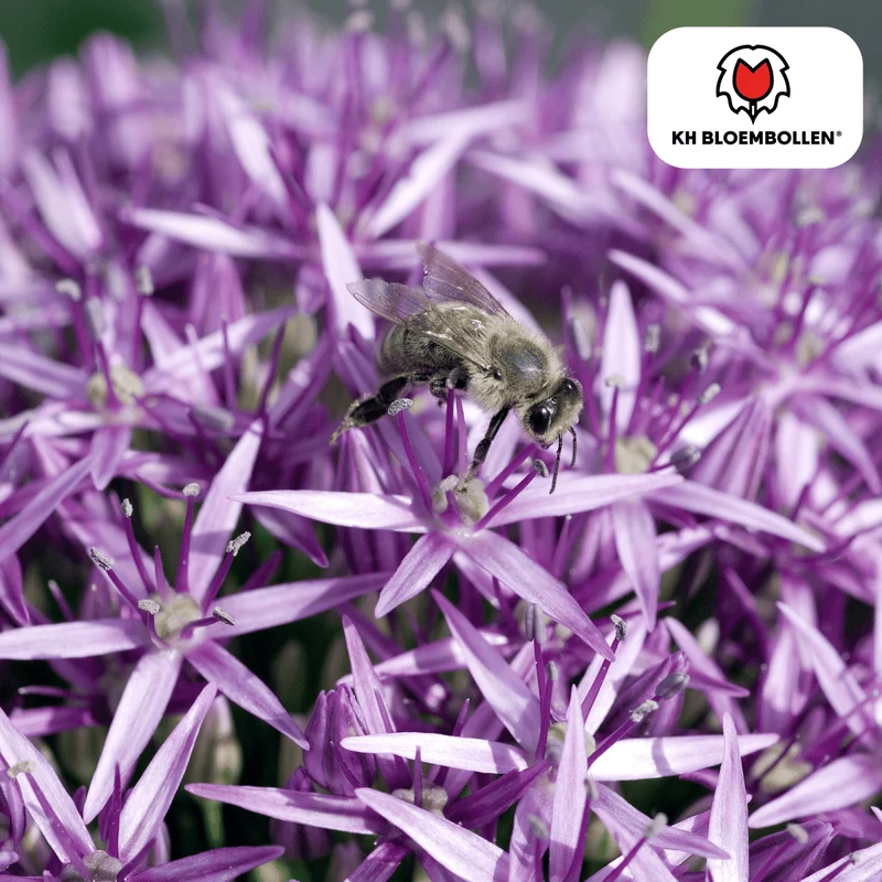 Allium Globemaster – 5 Stück | Riesiger Zierlauch in Violett