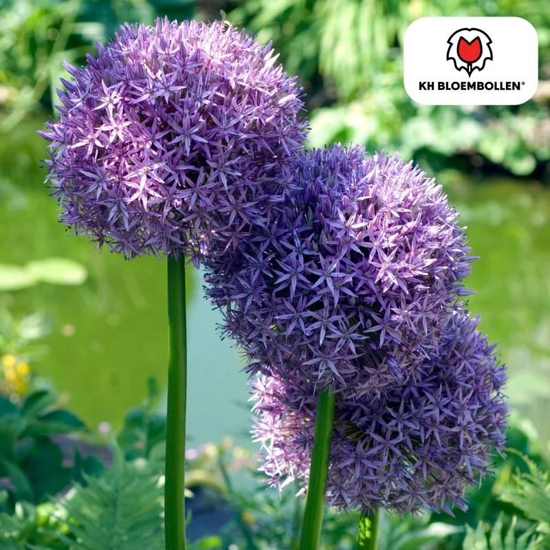 Allium Globemaster – 5 Stück | Riesiger Zierlauch in Violett