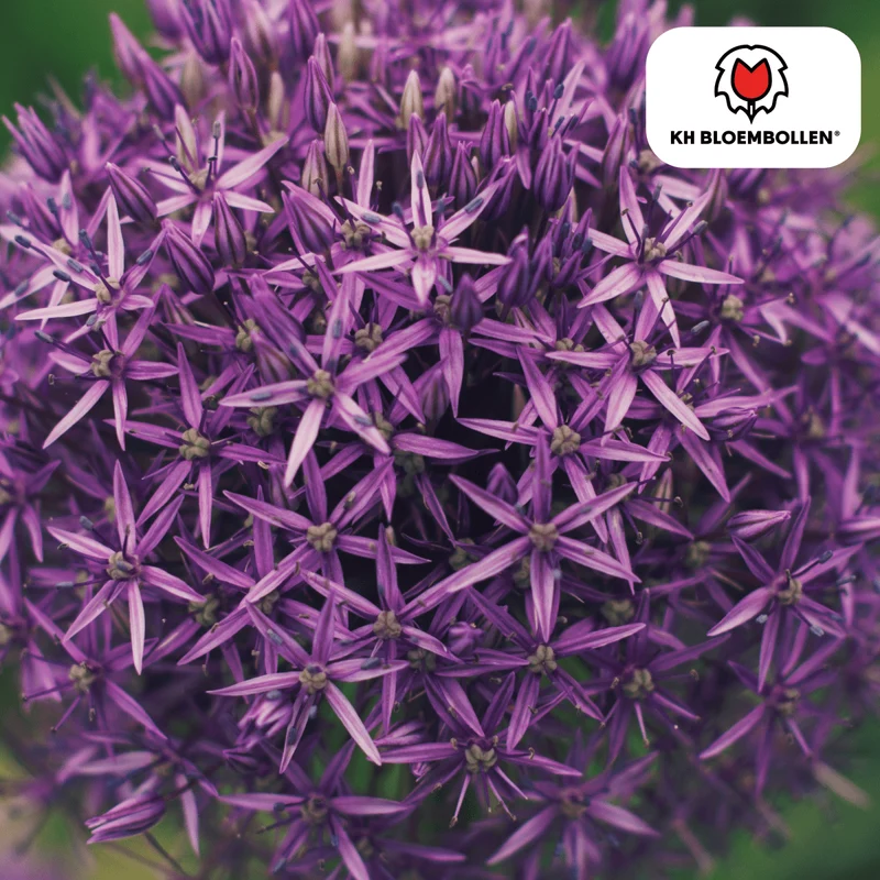 Allium Globemaster – 5 Stück | Riesiger Zierlauch in Violett