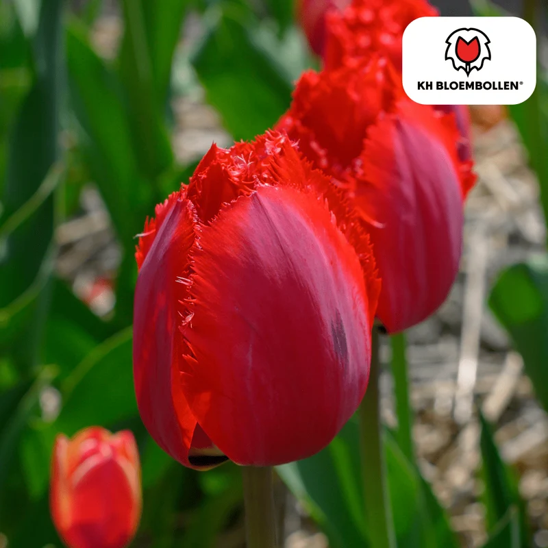 Tulpenzwiebeln Masterpeace – 20er-Pack | Pink-Violett