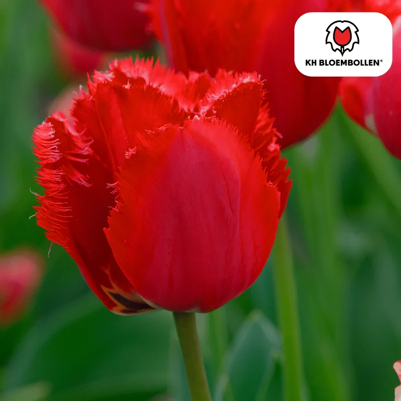 Tulpenzwiebeln Masterpeace – 20er-Pack | Pink-Violett