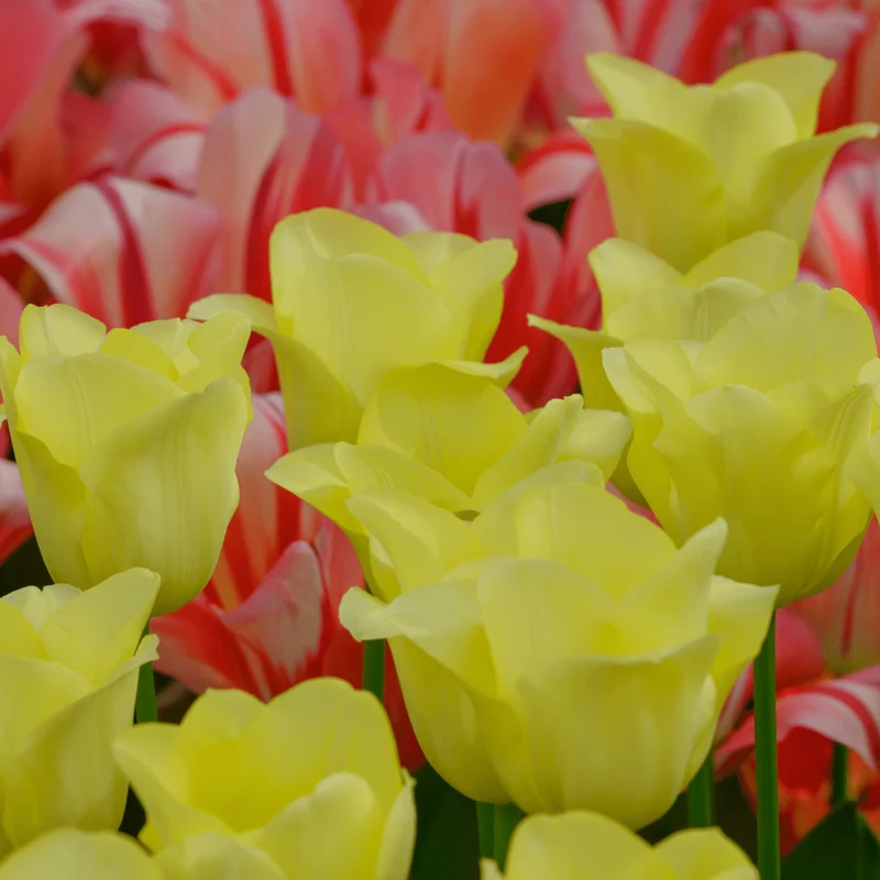 Tulpenzwiebeln World Friendship – 20er-Pack | Zartgelb & harmonisch