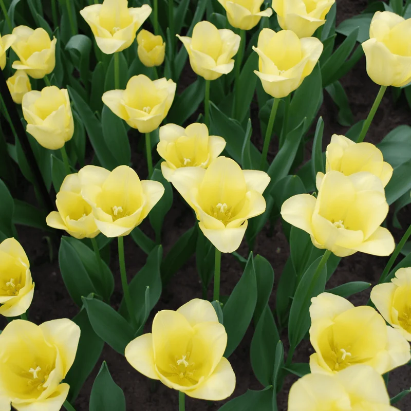 Tulpenzwiebeln World Friendship – 20er-Pack | Zartgelb & harmonisch