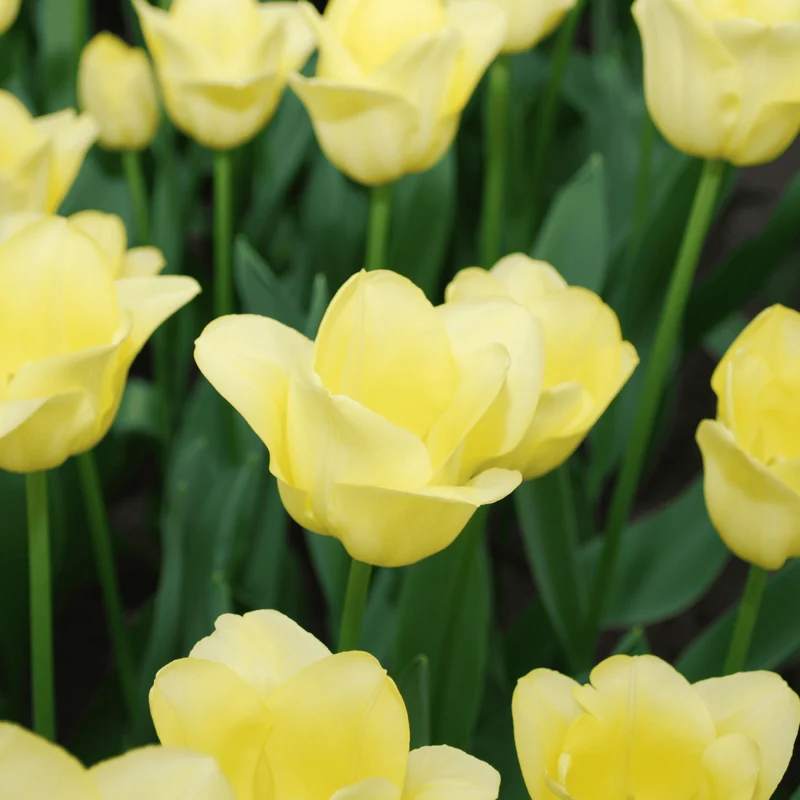 Tulpenzwiebeln World Friendship – 20er-Pack | Zartgelb & harmonisch