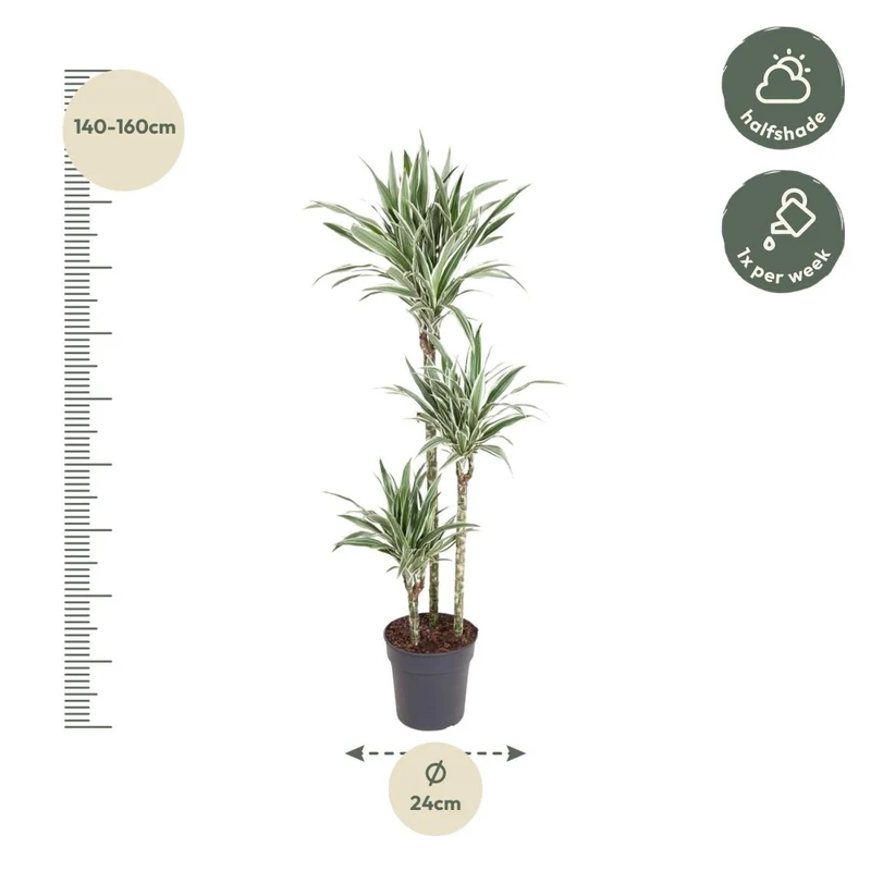Dracaena White Stripe (150 cm, Ø24 cm)