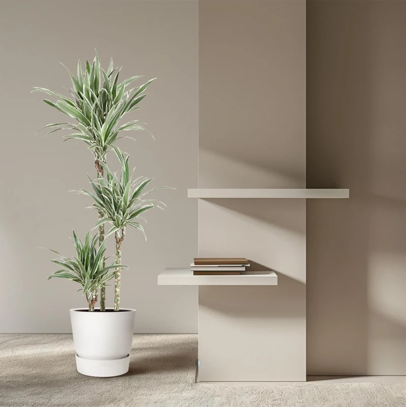 Dracaena White Stripe (150 cm, Ø24 cm)