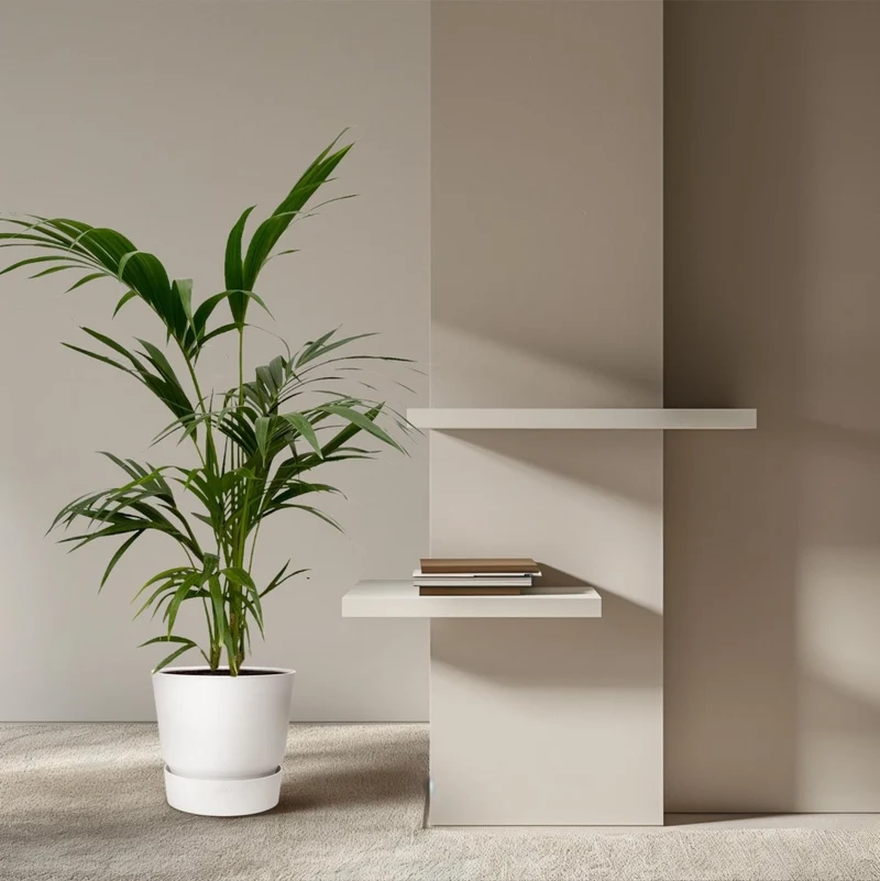 Kentia Palme kaufen – Howea forsteriana 70–260 cm | Zimmerpalme