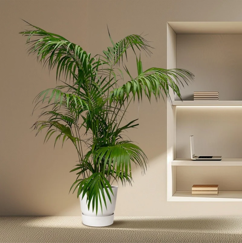 Kentia Palme kaufen – Howea forsteriana 70–260 cm | Zimmerpalme