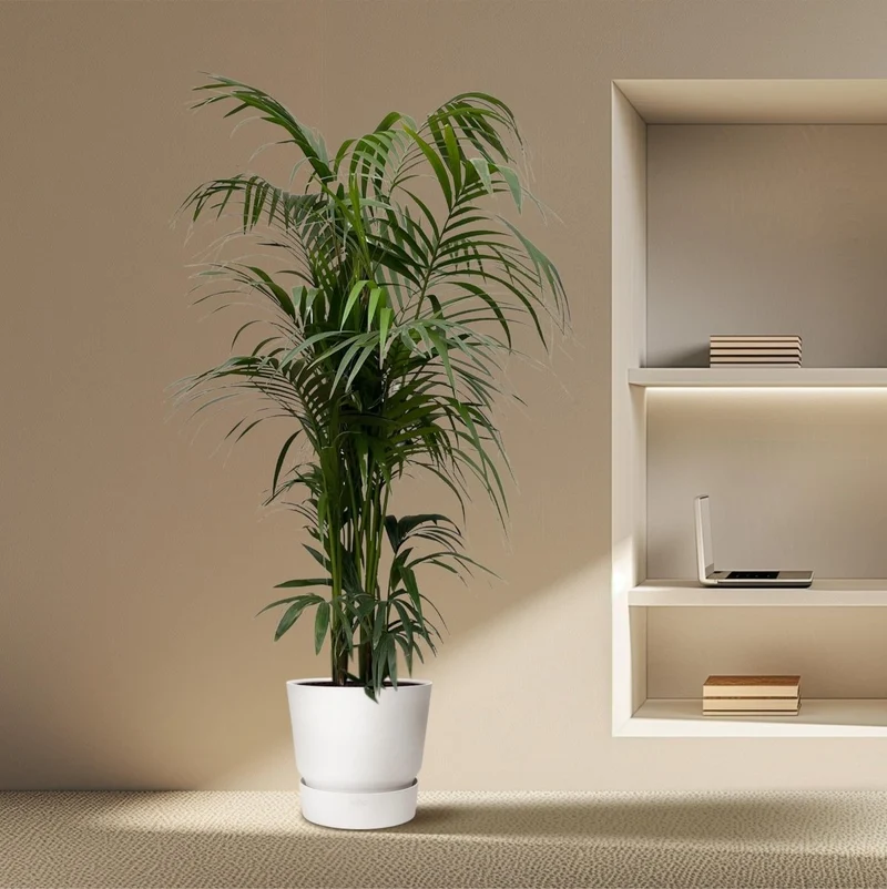 Kentia Palme kaufen – Howea forsteriana 70–260 cm | Zimmerpalme