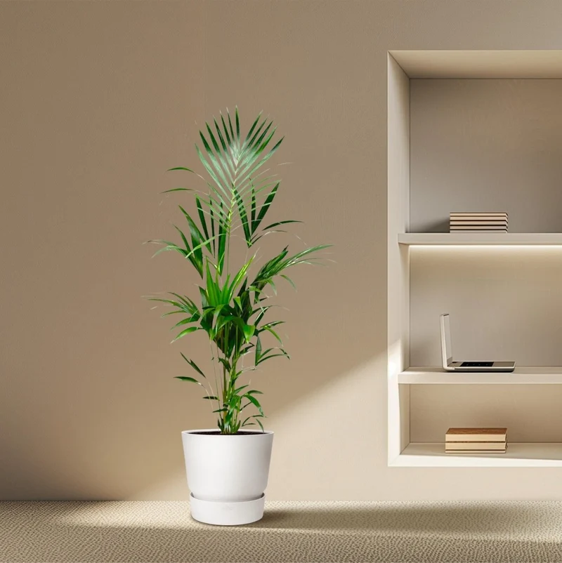 Kentia Palme kaufen – Howea forsteriana 70–260 cm | Zimmerpalme