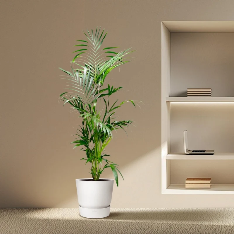 Kentia Palme kaufen – Howea forsteriana 70–260 cm | Zimmerpalme