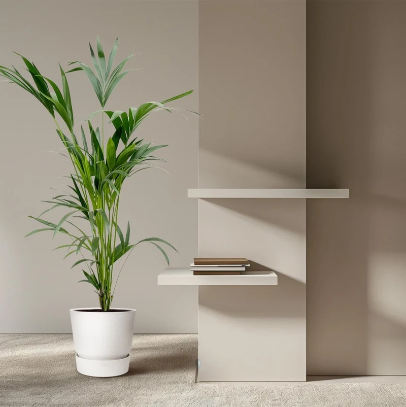 Kentia Palme kaufen – Howea forsteriana 70–260 cm | Zimmerpalme