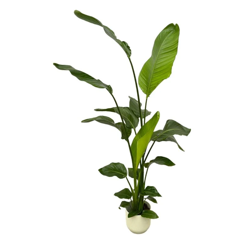 Strelitzia Nicolai 160cm mit Topf – Weißer Paradiesvogel für Ihr Zuhause