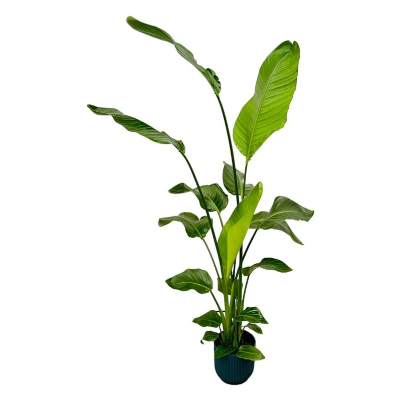 Strelitzia Nicolai 160cm mit Topf – Weißer Paradiesvogel für Ihr Zuhause