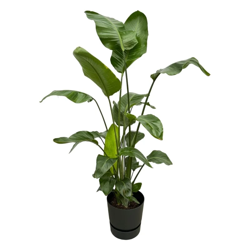 Strelitzia Nicolai 160cm mit Topf – Weißer Paradiesvogel für Ihr Zuhause
