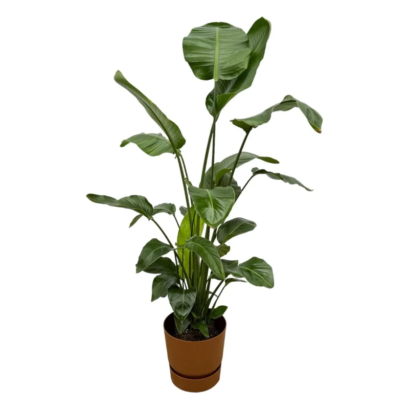 Strelitzia Nicolai 160cm mit Topf – Weißer Paradiesvogel für Ihr Zuhause